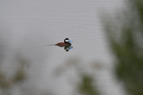 Ruddy Duck