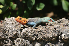 Agama lionotus