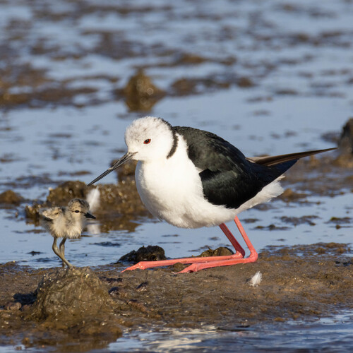 iNaturalist: (c) Paulo Caseirito, some rights reserved (CC BY-NC), uploaded by Paulo Caseirito iNaturalist image
