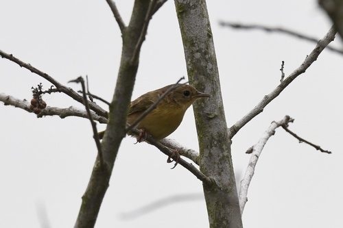 Common Yellowthroat