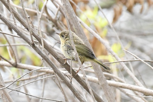 Common Yellowthroat