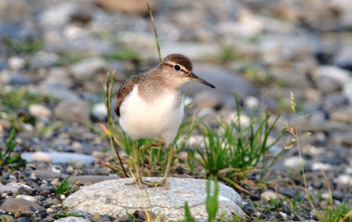 iNaturalist image