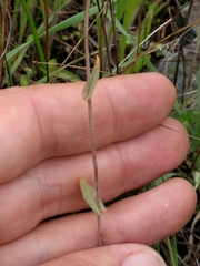 Thysanocarpus radians
