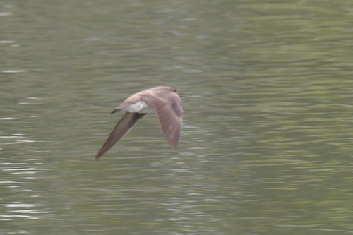 Northern Rough-winged Swallow