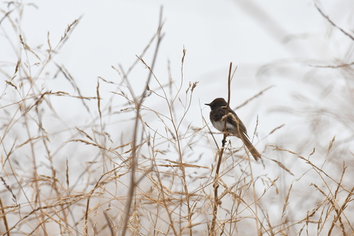 Black Phoebe