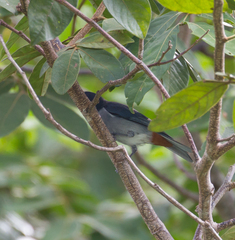 Conirostrum speciosum