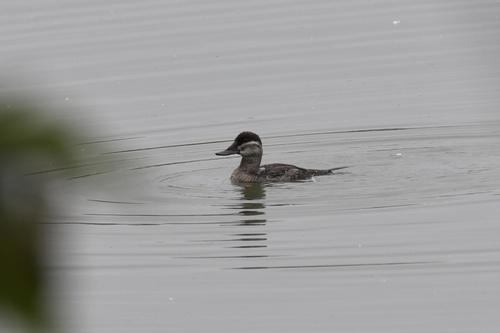 Ruddy Duck