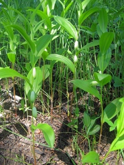 Polygonatum humile