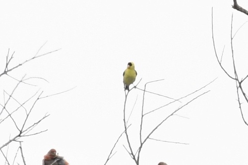 American Goldfinch