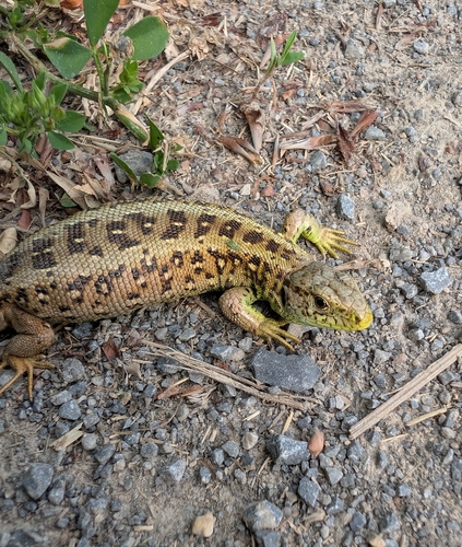 Sand Lizard