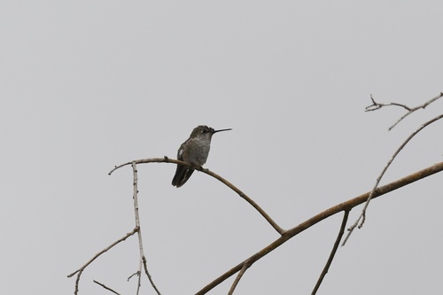 Anna's Hummingbird