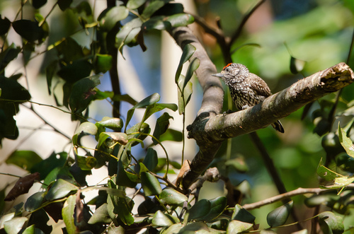 White-wedged Piculet