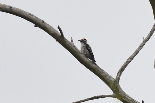 Nuttall's Woodpecker