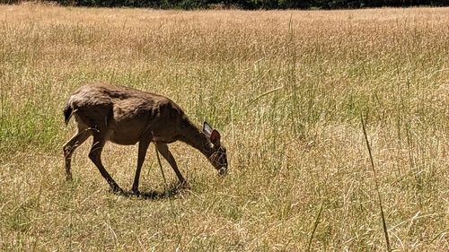 iNaturalist observation photo of Mule Deer
