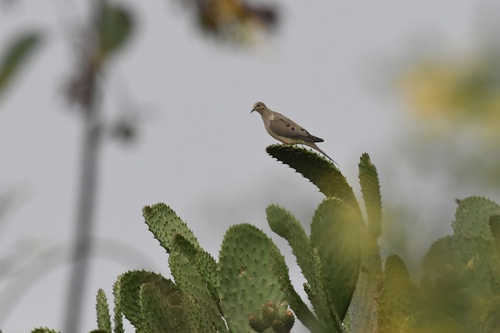Paloma huilota
