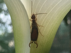 Forficula decipiens