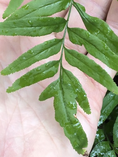 Lindsaea ensifolia