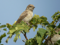 Crithagra leucopygia