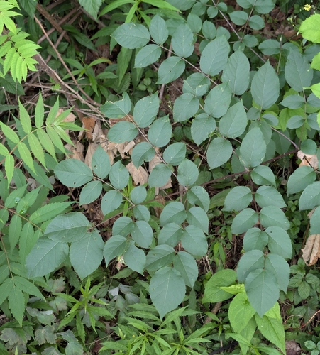 devil's walkingstick