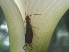 Forficula decipiens