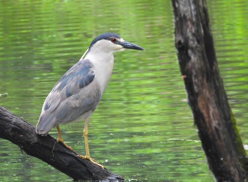 iNaturalist image