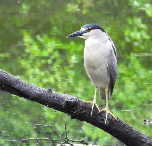 iNaturalist image