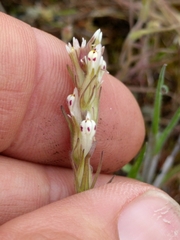 Castilleja attenuata
