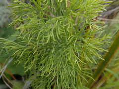 Anisotome cauticola