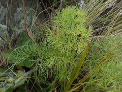 Anisotome cauticola