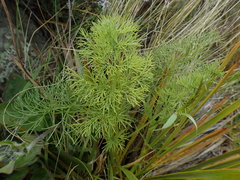 Anisotome cauticola