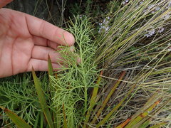 Anisotome cauticola