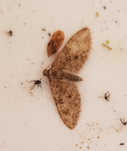 Brindled Pug, 6721 Bennekom, Nederland, photo 9 of 10