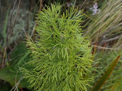 Anisotome cauticola