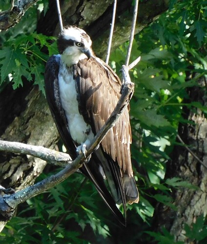 iNaturalist: (c) Jenny Glenn, some rights reserved (CC BY-NC), uploaded by Jenny Glenn iNaturalist image