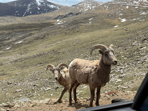 Bighorn Sheep