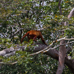 Alouatta macconnelli