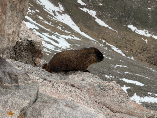 Yellow-bellied Marmot