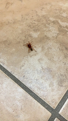Dysdera