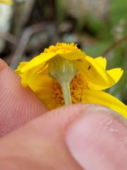 Pseudobahia heermannii