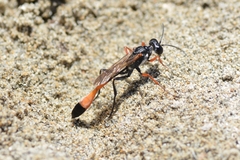 Ammophila heydeni