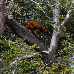 Alouatta macconnelli