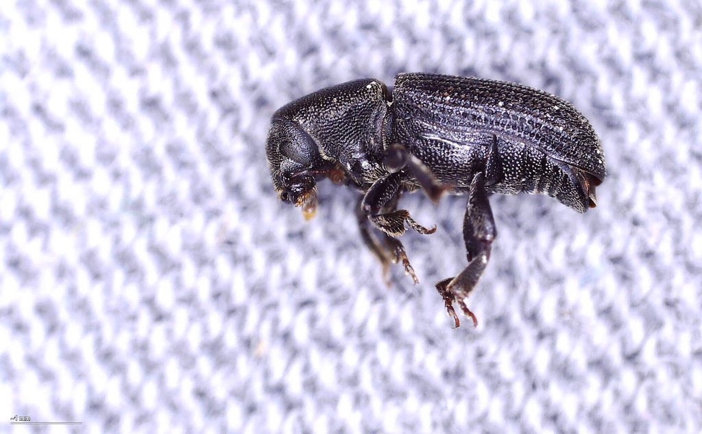 Hylastes cunicularius