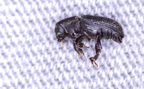 Hylastes cunicularius