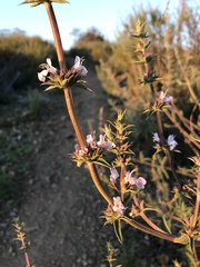 Salvia apiana × mellifera