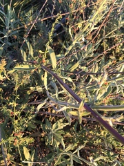 Salvia apiana × mellifera