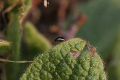 Longitarsus dorsalis