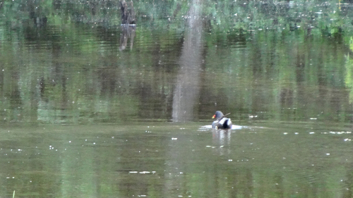 iNaturalist: (c) benediktw, some rights reserved (CC BY-NC) iNaturalist image