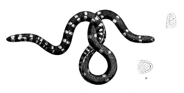 Webers Cylinder Snake