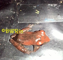 Leptomantis harrissoni