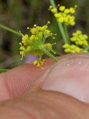 Lomatium marginatum marginatum